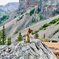 Wangzakeekhoorn groepsreis Canada